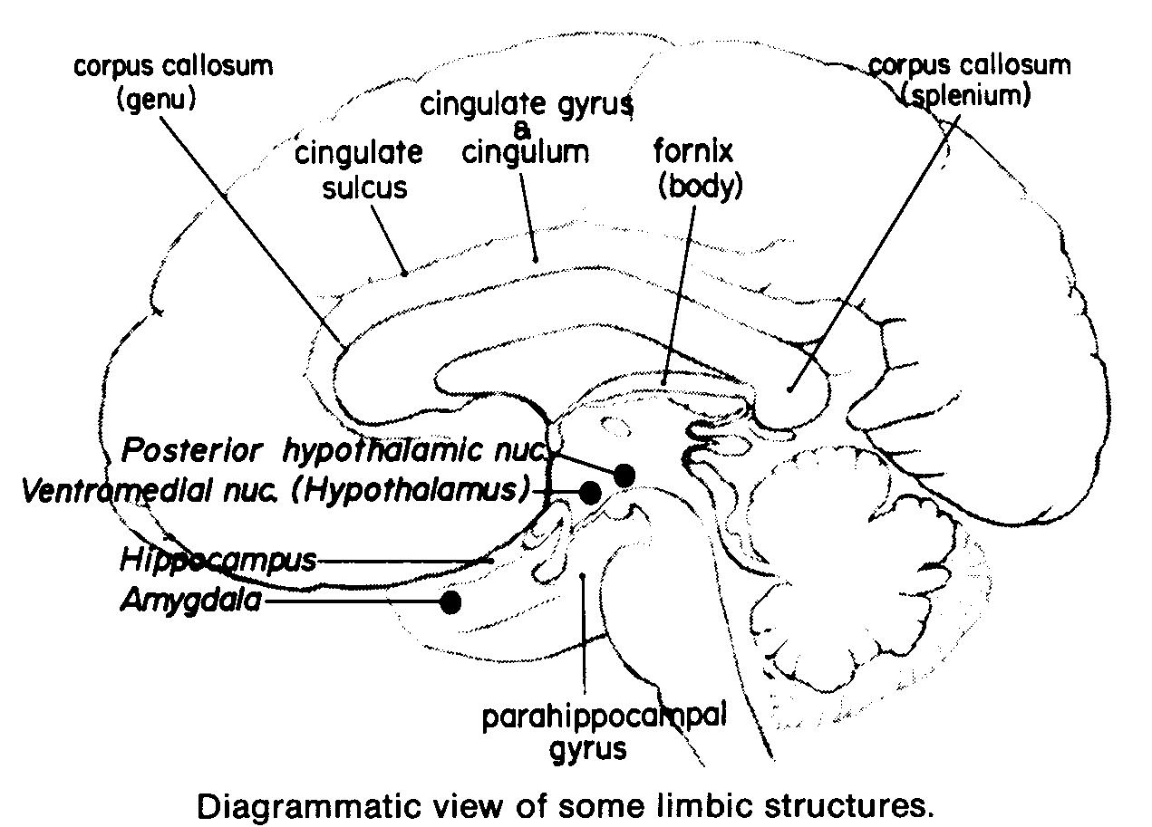 Diagrammatic view Limbic Structures Battered Women CEUs